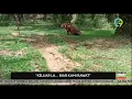 Download Lagu HARIMAU BELANG |  \
