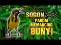 Lagu SOGON TROTOL GACOR SANGAT PANDAI DALAM MEMANCING BUNYI #sogontrotol #sogonbahan #sogonmania 