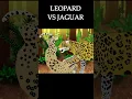 Lagu Leopardo vs Jaguar #animacion #jaguar #leopardo #pivotanimator #felinos