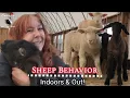 SHEEP PSYCHOLOGY Why Do Sheep Predators Behave The Way They Do