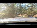 Trail 19 at Citrus wildlife management area is a must see This is starting at the north end
