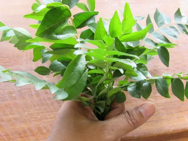 Download MP3 How To Store Curry Leaves Fresh For A Month In The Fridge - Kitchen Tips - Skinny Recipes