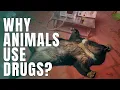 When Animals Get Elevated