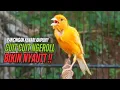 Download Lagu SUARA Kenari GACOR PANJANG Pancingan \u0026 masteran Kenari Paud AGAR gacor AMPUH Kenari MACET bunyii