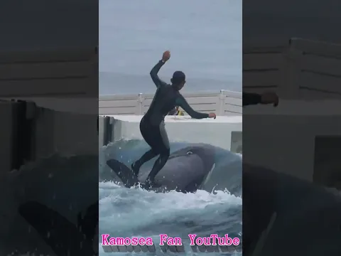 ラビーと超キレッキレスカイロケット!! #Shorts #鴨川シーワールド #シャチ #kamogawaseaworld #orca #killerwhale