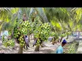 Lagu Perkebunan Kelapa modern skala besar di thailand - dunia pertanian