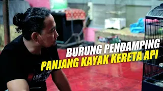 Download BURUNG PENDAMPING‼️bagus untuk murai batu MP3