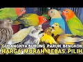 Lagu RATUSAN EKOR PARBENG || CUMA ADA DIKIOS INI HARGA MURAH BEBAS PILIH WARNA DAN KELAMIN DI PB PRAMUKA