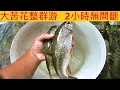 大苦花整群游 2小時無間斷 @咬不停超瘋狂 斷線脫鉤繼續咬 #溪釣 #苦花