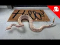 Download Lagu Why Rattlesnakes are Attracted to Front Doors