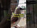 Download Lagu Pancingan Suara Burung trucuk betina memanggil jantan #shorts #birdsong #shortsvideo #birds #viral