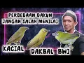 Download Lagu perbedaan kacial dakbal dan bwi