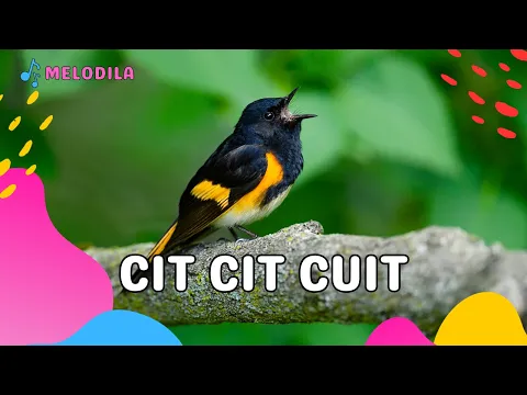 Download MP3 🔴 LAGU CIT CIT CUIT - Lagu Anak Kecil | Lagu Anak Indonesia | Lagu Anak Balita | Lagu Anak Populer