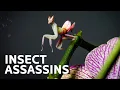 Download Lagu Masters Of Disguise: Meet The Creatures Lurking In The Wilderness | Nature Documentary