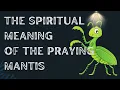 The Spiritual Meaning Of Praying Mantis Praying Mantis Spiritual Meaning Is A Popular