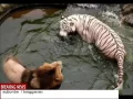 Download Lagu Singa dan harimau