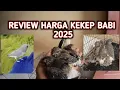Download Lagu REVIEW HARGA ANAKAN KEKEP BABI TAHUN 2025 PALING MURAH , ANAKAN BURUNG FREE FLY #kekepbabi