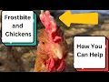 Chickens Frostbite How to Prevent It and Help Them Heal