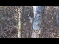 Wildwood still tackling its deer overpopulation problem
