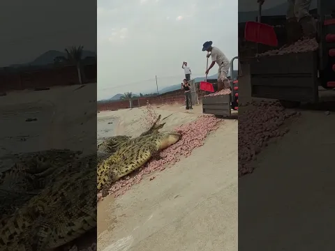 It's time to give food to crocodiles at farm #crocodile #小crocodile