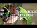 Download Lagu Kicauan Burung cucak ijo kepala kuning Sumatera