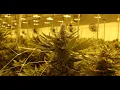 gLeaf Medical to begin selling legal pre-rolls and flowers at their Short Pump locations