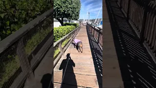 !! #fyp #dream #doberman #pets #youtube