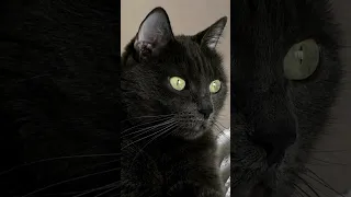 حذر من هذه القطة إذا اقتربت منك 