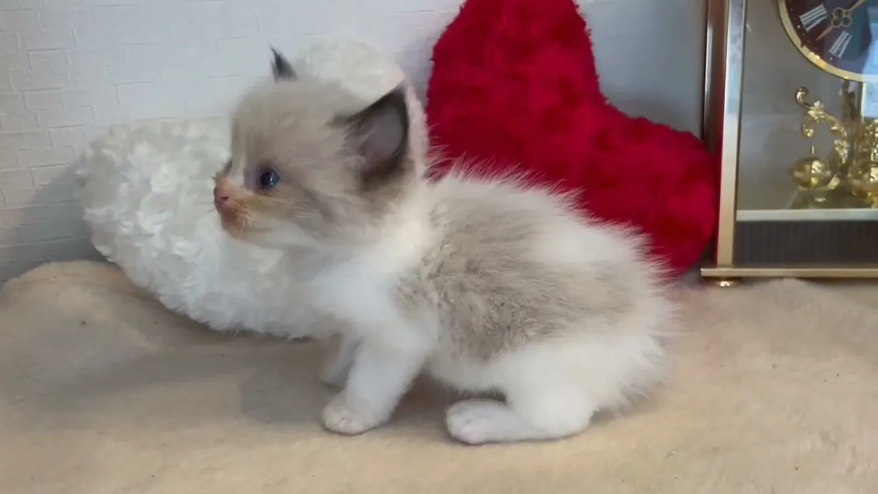動画