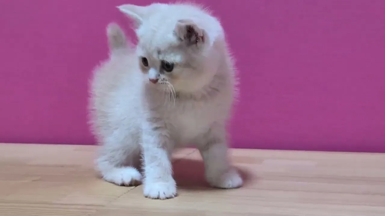 動画