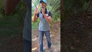 تساقط الثمار فى نخيل التمر ميكانيكية التساقط أسباب وأشكال التساقط 