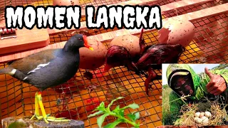 detik detik telur burung mandar menetas