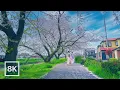 Lagu Tokyo Spring Drive / Cherry Blossoms \u0026 Riverside Calm 🌸 / 8K 60fps / Relaxing Piano
