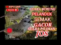 Lagu suara burung pelanduk semak gacor masteran burung Kacer/murai/cucak ijo dan lainnya