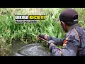 Download Lagu Kepanikan pemancing mengendalikan jorannya ditarik ikan #SG-451