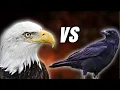 Download Lagu Eagles vs Crows