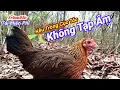 Download Lagu Tiếng Gà Mái Rừng Mồi Kêu Cục Tác Chuẩn Mới Nhât | Hoàng Thắng