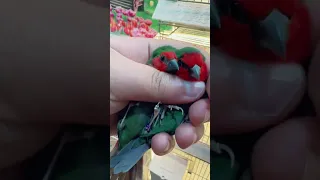 طائر الباروت فينش 