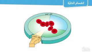 انقسام الخلية 