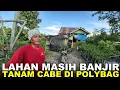 Download Lagu CERITA PERJUANGAN PAK GONDRONG, PETANI TRANSMIGRASI ASAL GROBONGAN DI LAHAN RAWA KALIMANTAN UTARA