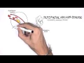 Cardiovascular Disease Overview