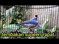Download Lagu RAMBATAN GACOR TEMBAKAN RAPAT