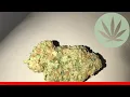 Cotton Candy - All About This Strain