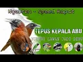 Download Lagu NGERIIII....MASTERAN TEPUS KEPALA ABU-ABU BIKIN BURUNG LAWAN AUTO JADI DEBU