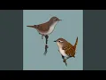 Lagu Bird call: Wren (Strzyzyk)