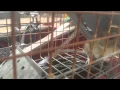 Packrat busted Going to a new home