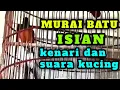 murai batu isian kenari dan suara kucing cocok digunakan sebagai pancingan murai batu.