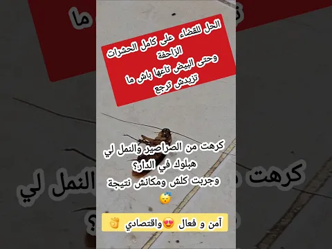 ودعي جميع الحشرات ❌و من اليوم دارك تبقى نقية 👌😍#الجزائر #algeria #dz #explore #fyp #ZeroInsect