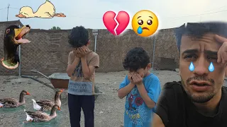 الجلاب داخلات للحديقة وماكلات فروخ البشة 💔😭