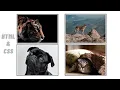 How To Insert Multiple Images In HTML Different Way To Add Multiple Images In HTML Page